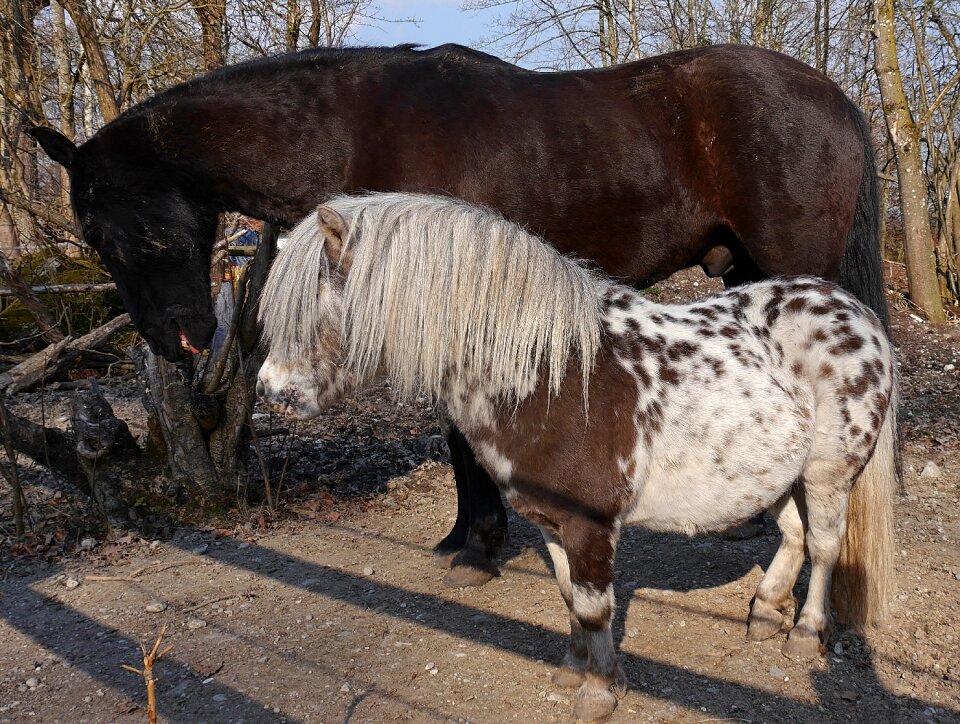Horses paddock animal