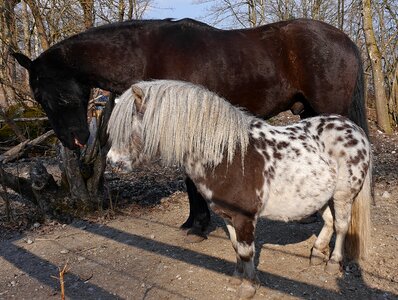 Horses paddock animal