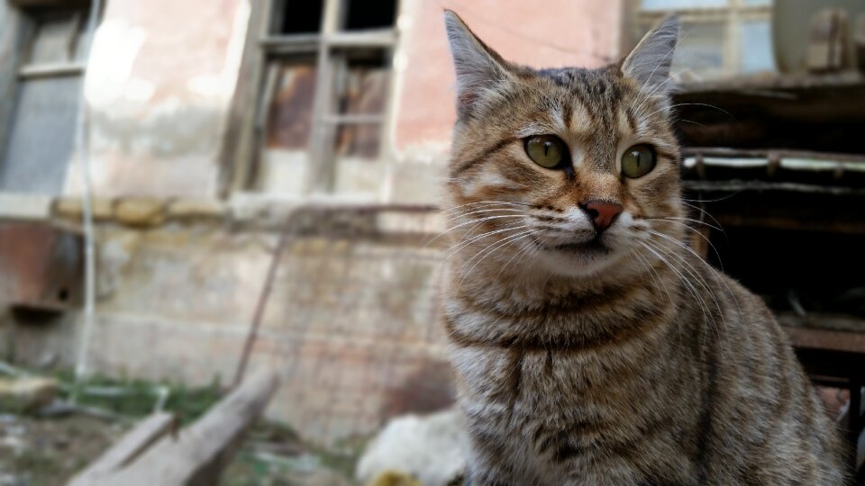 Ruins the lost animal