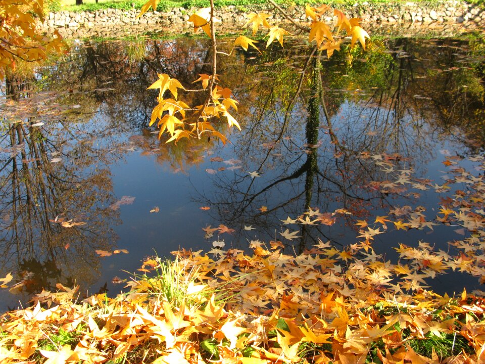 Autumn natural photo