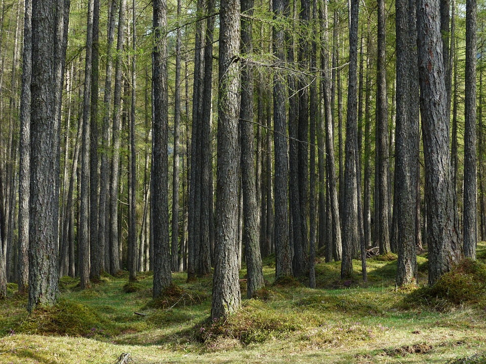 Tree trunks strains fairy tale forest