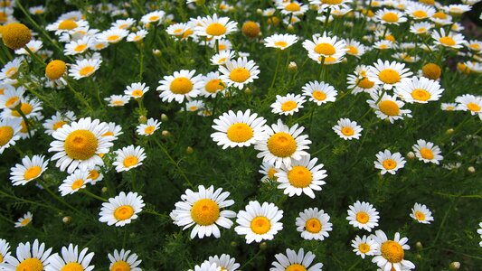 Flowers chamomile provence