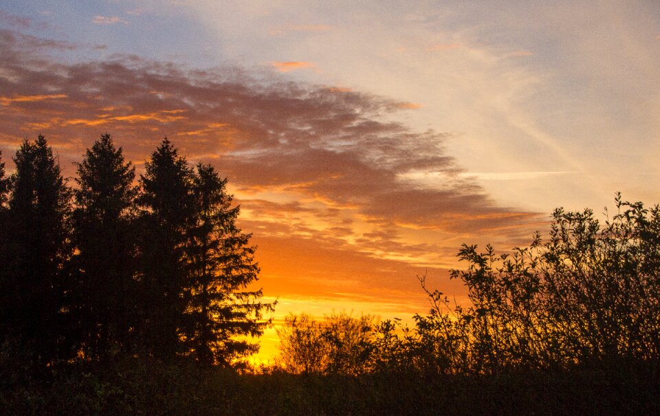 Orange sky trees silhouettes photo