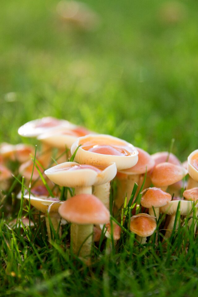 Raindrop nature forest