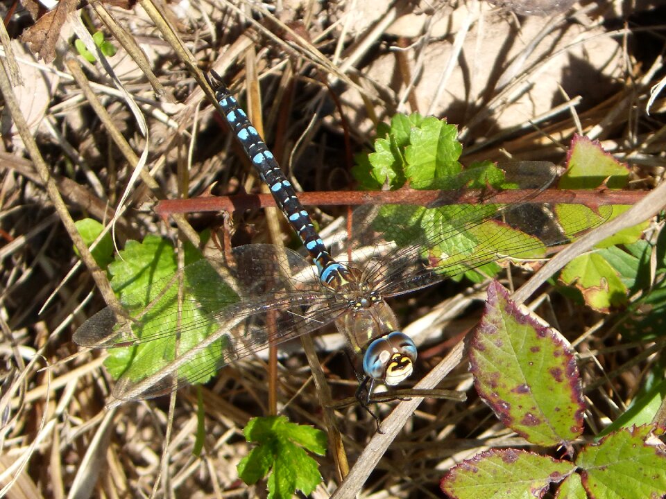 Detail winged insect blue dragonfly