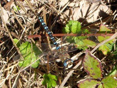 Detail winged insect blue dragonfly photo