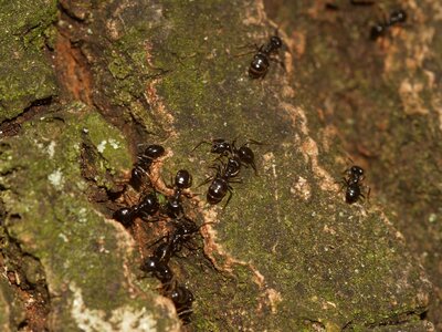 Insect ants ant shiny