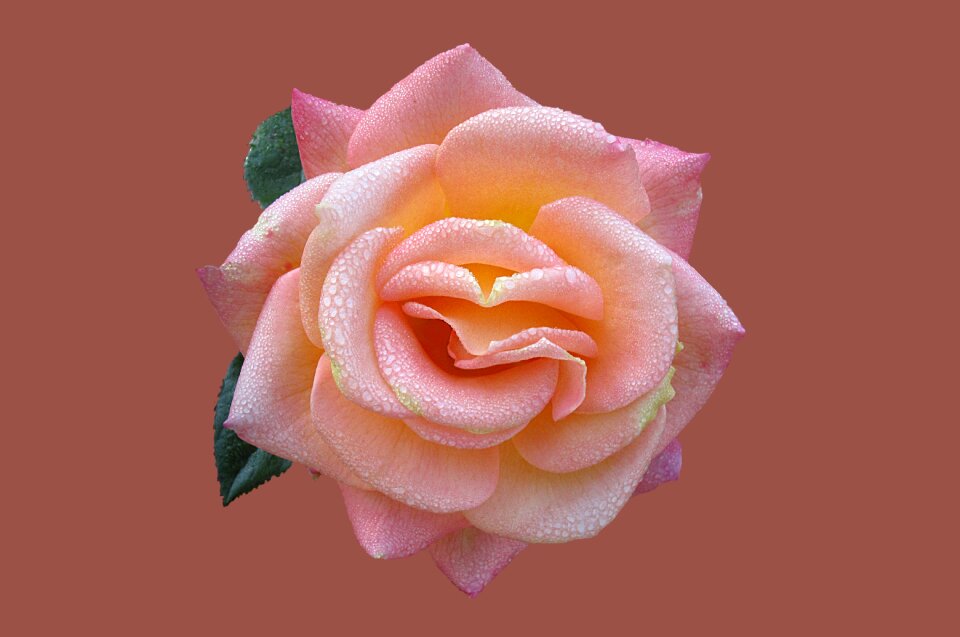 Close up rose bloom drop of water