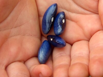 Seeds hand blue photo