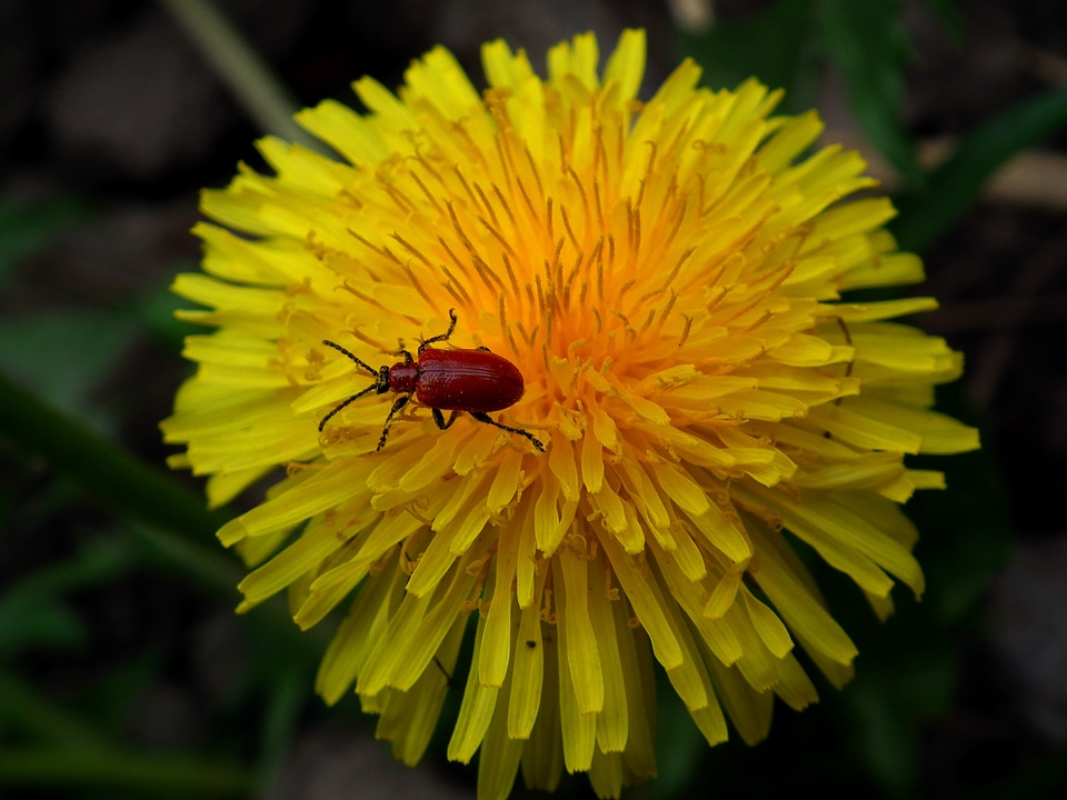Dandelion yellow red