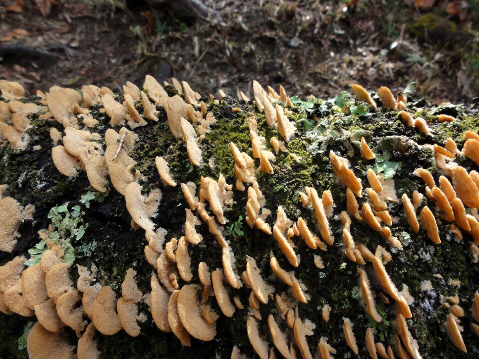 Morning mushroom