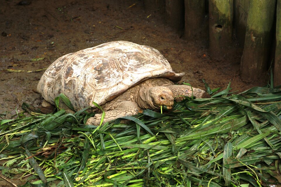 Wildlife wild nature
