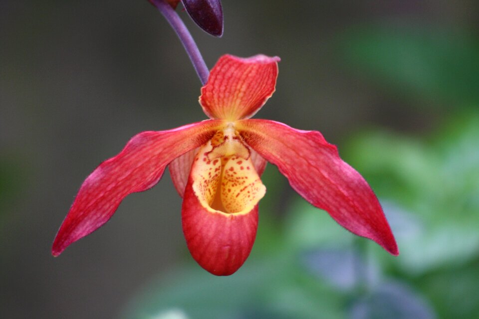 Wisley garden botany distinctive