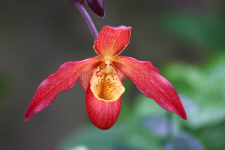 Wisley garden botany distinctive