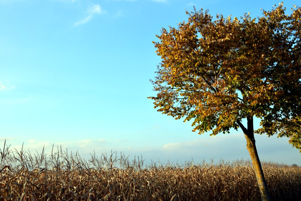 Autumn cornfield leaves