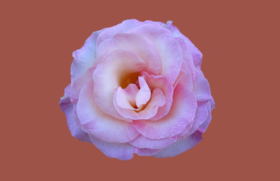 Close up rose bloom drop of water