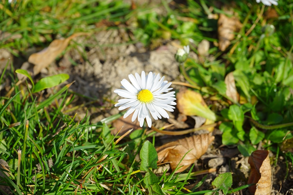 Bloom white bellis philosophy