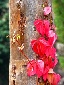 Climber red leaves autumn photo