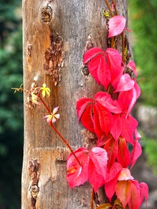 Climber red leaves autumn
