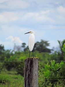 Birdie fly animal photo