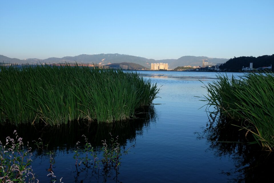 Reed china evening