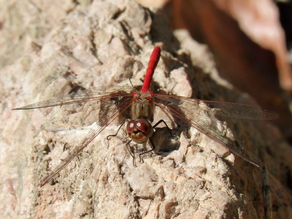 Winged insect libelulido rock