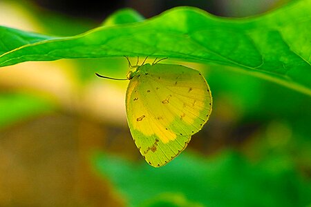 Yellow animal vietnam photo