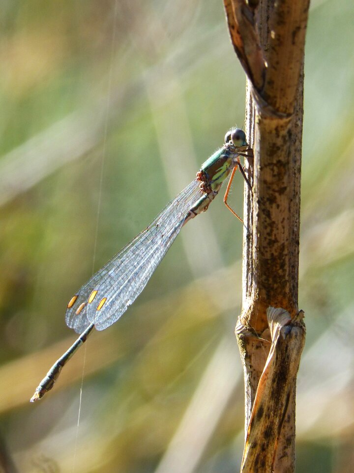 Winged insect calopteryx xanthostoma wetland