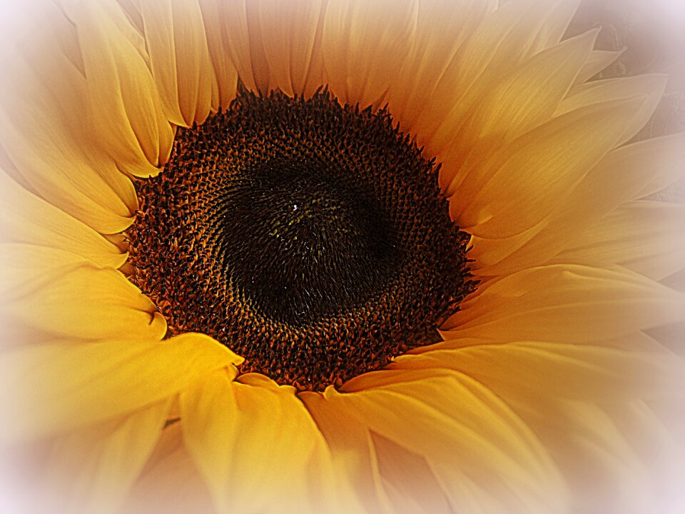 Summer macro late summer flower