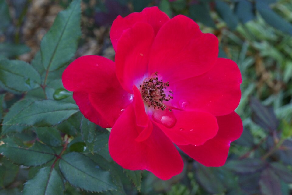 Botanical plant thorns