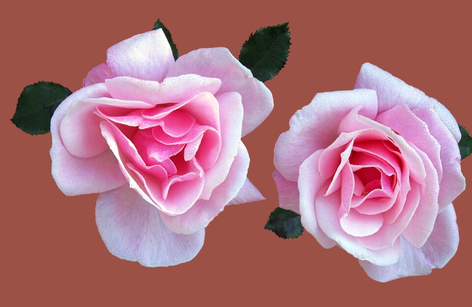 Close up rose bloom pink