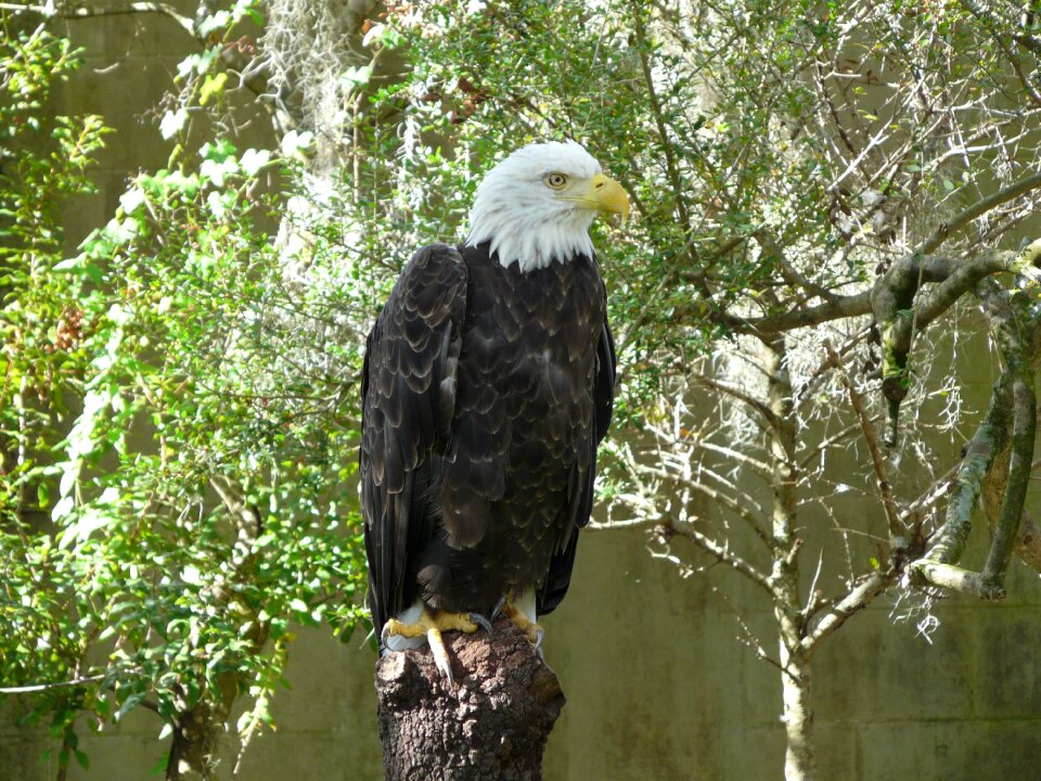Nature birds bald eagles