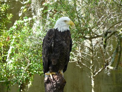 Nature birds bald eagles photo