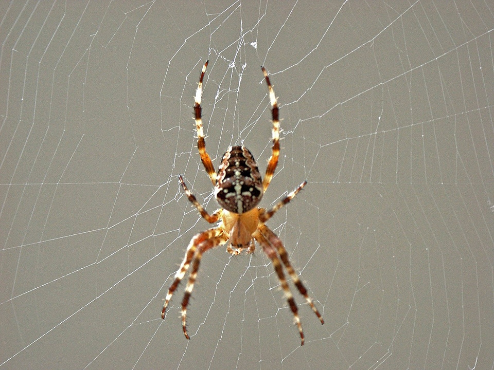 Close up araneus nature