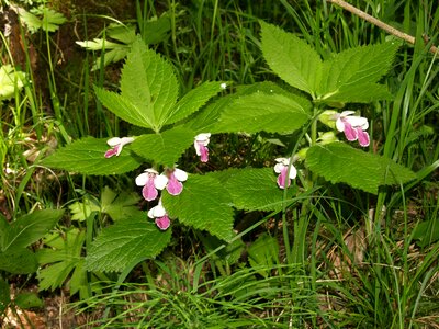 Forest nettle galeopsis speciosa