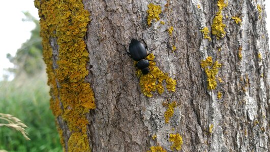 Black large tree