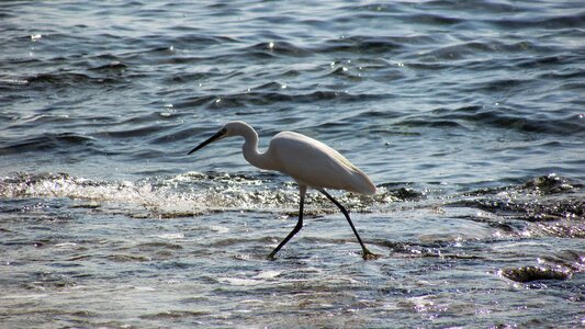 Wildlife nature sea
