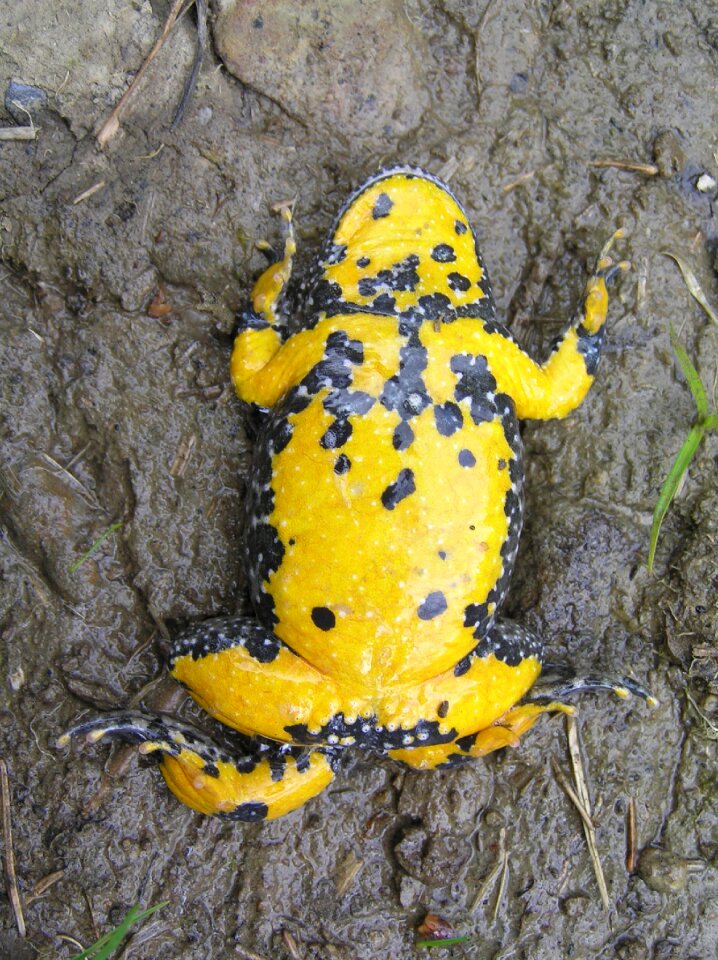 Frog water yellow-bellied toad