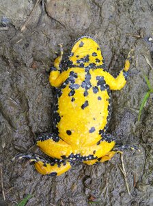 Frog water yellow-bellied toad photo