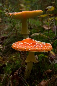 Red fly agaric mushroom autumn red