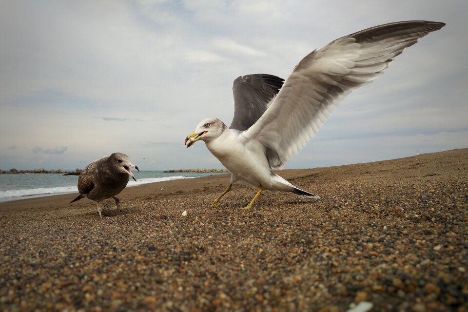 Seagull birds of the sea wild birds