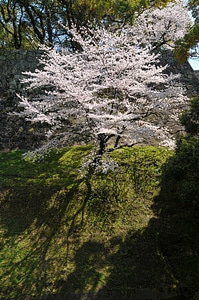 Pink japan cherry tree spring in japan photo