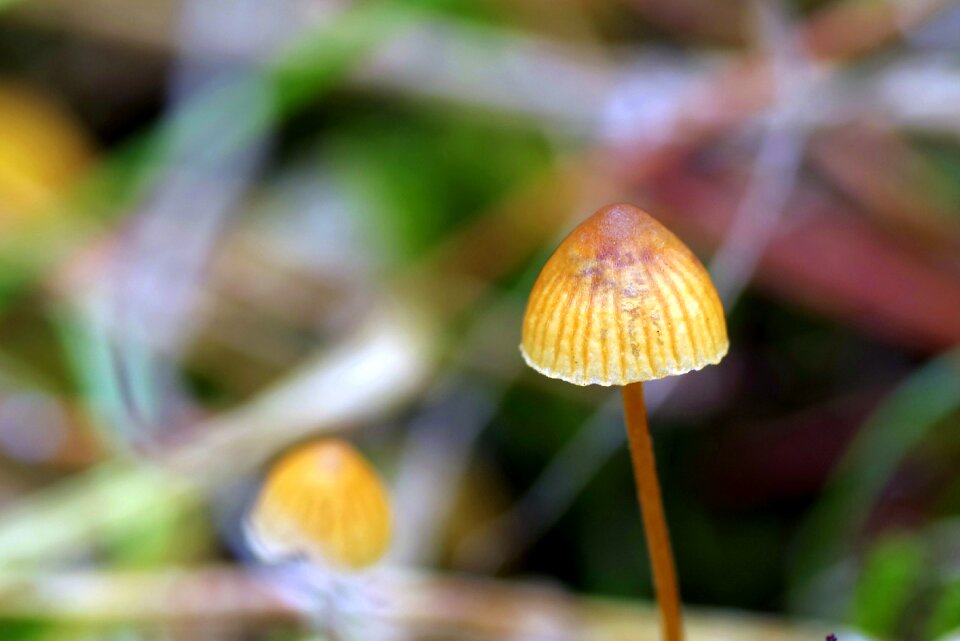 Tiny autumn litter