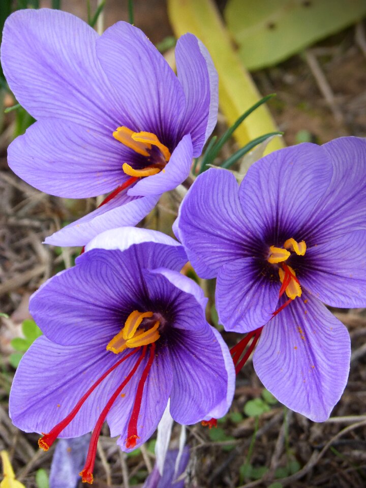 Crocus flower flowers beauty