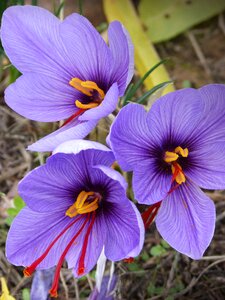 Crocus flower flowers beauty