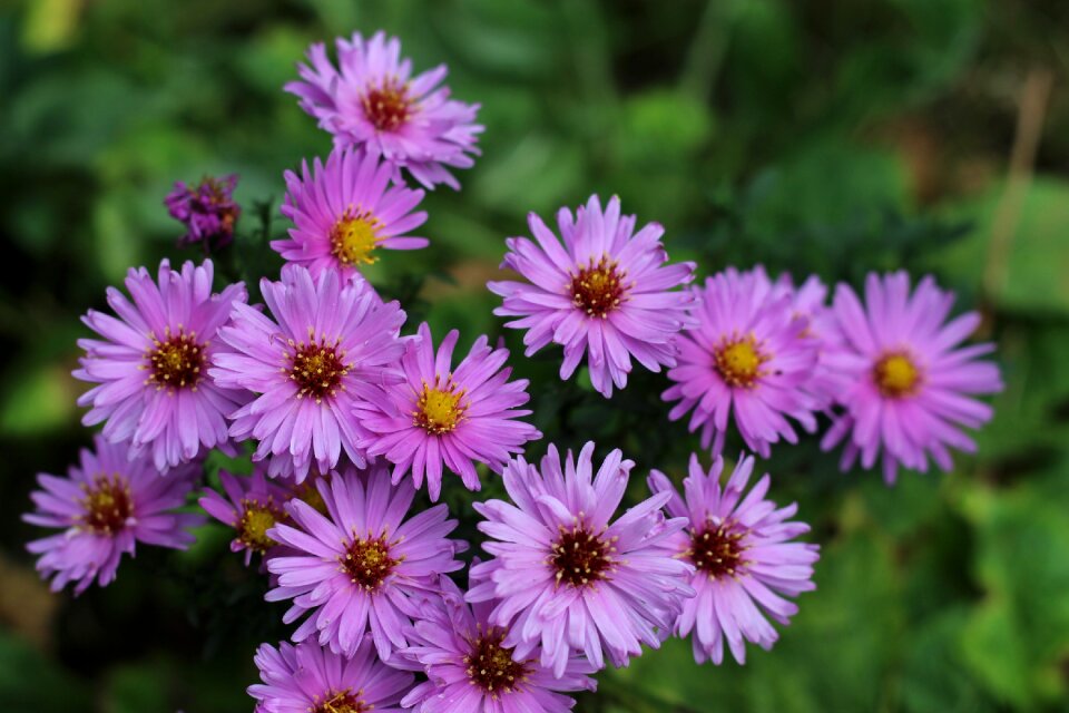 Violet purple flower close up photo