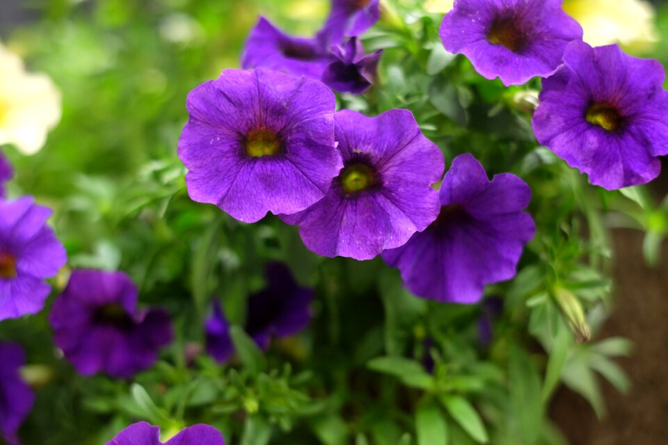 Foliage spring plant