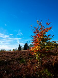 Autumn tree landscape