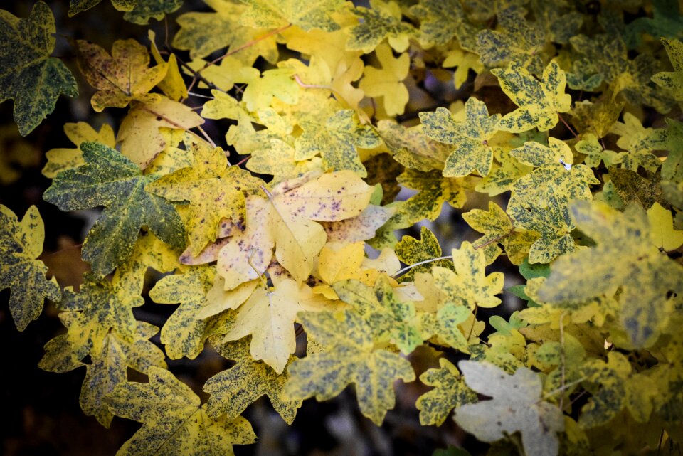 Fall foliage fall color foliage