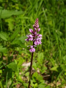 Water meadow orchid western marsh orchid